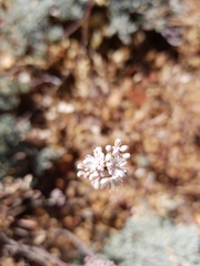 Eriogonum kennedyi austromontanum