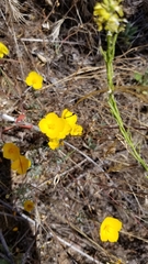 Eschscholzia minutiflora