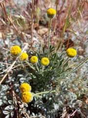 Erigeron aphanactis congestus