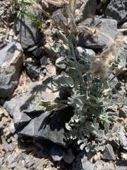 Astragalus mohavensis