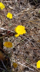 Eschscholzia minutiflora