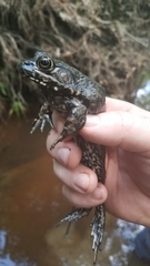 Lithobates heckscheri