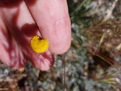 Erigeron aphanactis congestus