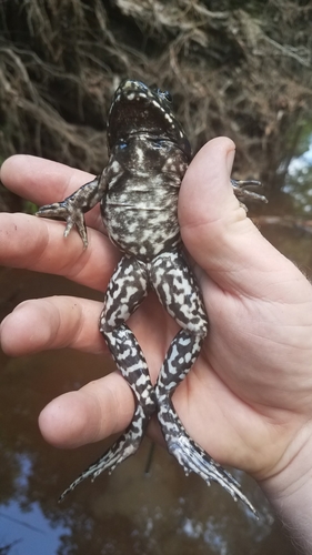 River Frog