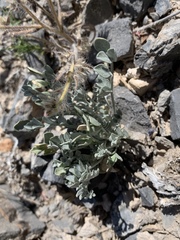Astragalus mohavensis