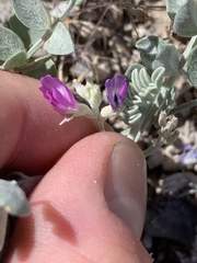 Astragalus mohavensis