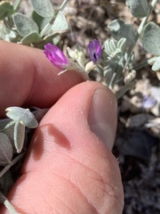 Astragalus mohavensis
