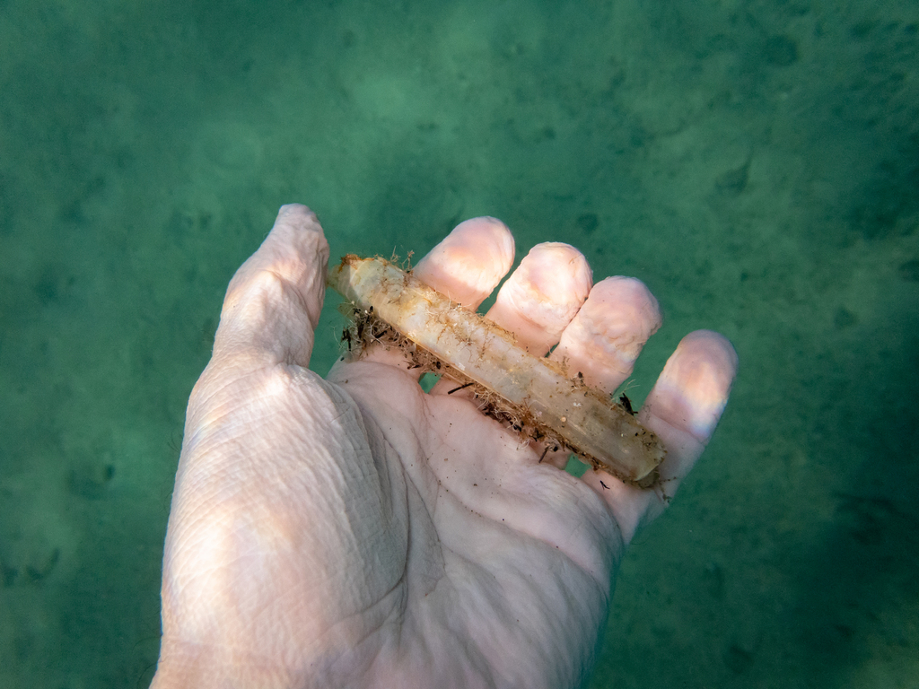 Grooved Razor Shell