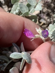 Astragalus mohavensis