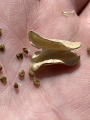 Astragalus mohavensis