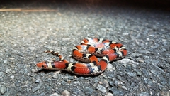 Cemophora coccinea copei