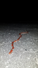 Cemophora coccinea copei