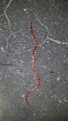 Cemophora coccinea copei