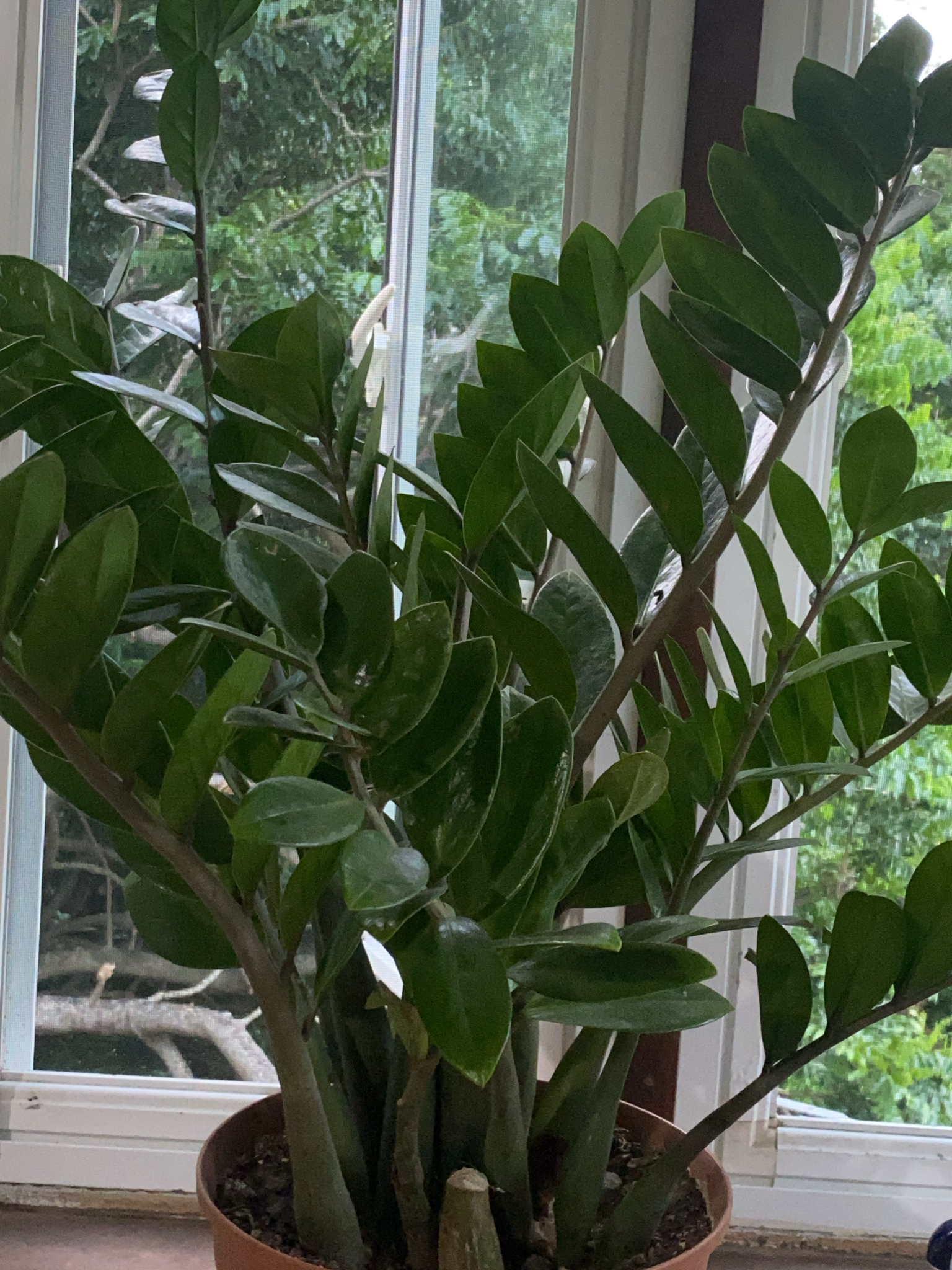 Imagem de Zamioculcas
