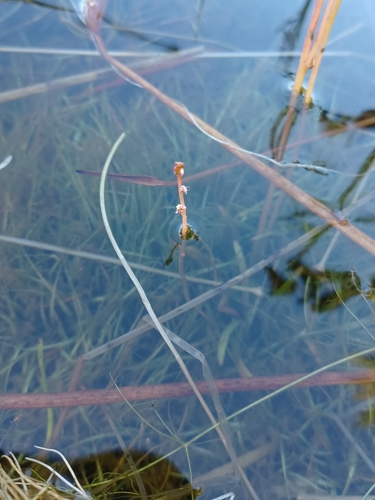 Slender watermilfoil (Myriophyllum tenellum)