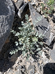 Astragalus mohavensis