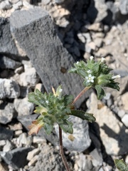 Ipomopsis polycladon