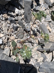 Ipomopsis polycladon