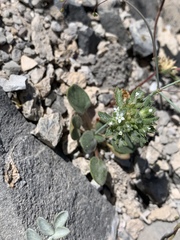 Ipomopsis polycladon