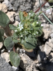 Ipomopsis polycladon