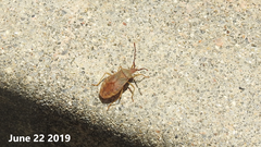 Homoeocerus dilatatus