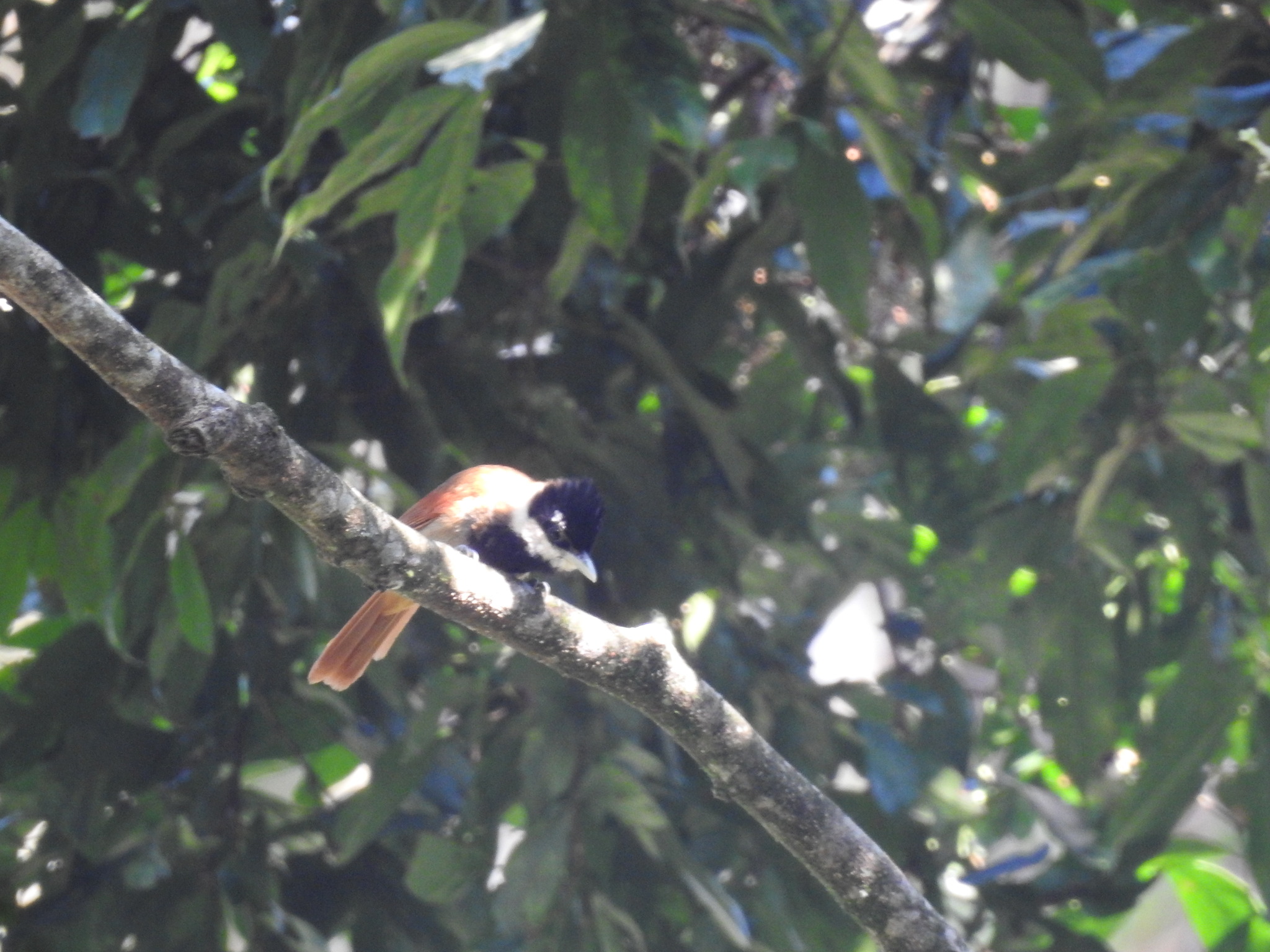 White-bearded Antshrike (Biatas nigropectus), photo 7