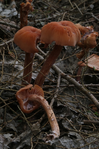 Laccaria bicolor — no rights reserved