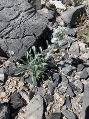 Oreocarya virginensis