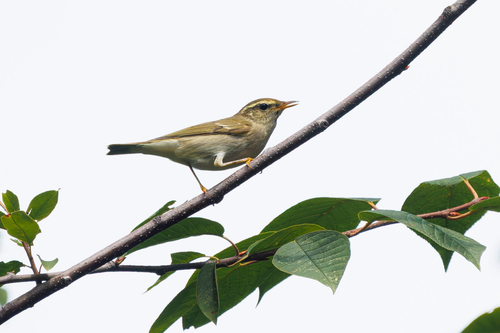 Mosquitero boreal (Phylloscopus borealis)