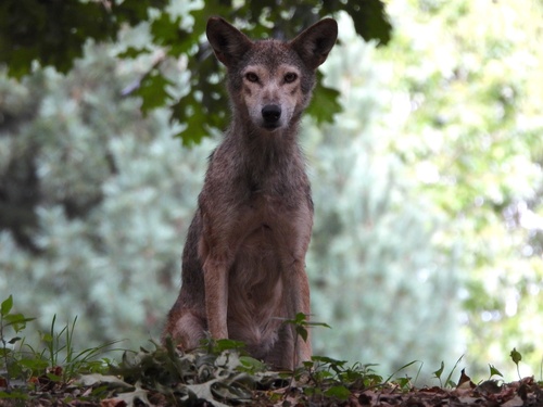 Coyote photographed in New York
