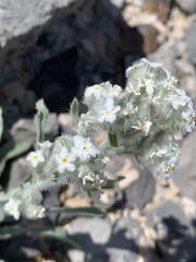 Oreocarya virginensis