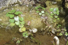 Hydrocharitaceae