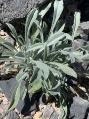 Oreocarya virginensis