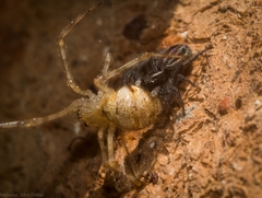 Ocrisiona leucocomis