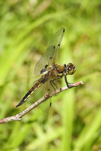Four-spotted Skimmer, photo 5 of 10