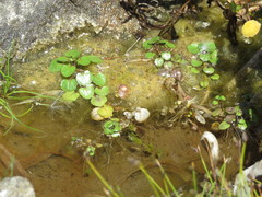 Hydrocharitaceae