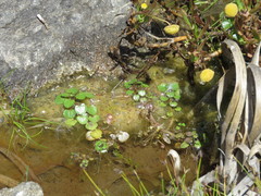 Hydrocharitaceae