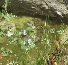 Hydrocharitaceae