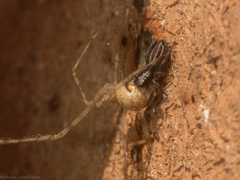 Ocrisiona leucocomis