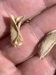 Astragalus mohavensis