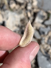 Astragalus mohavensis