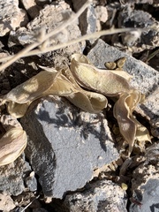 Astragalus mohavensis