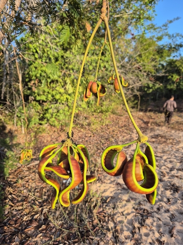 Parkia platycephala, photograph 4