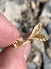 Astragalus mohavensis