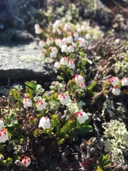 Harrimanella hypnoides