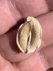 Astragalus mohavensis