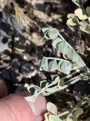 Astragalus mohavensis