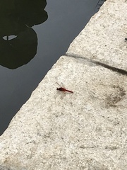 Crocothemis servilia mariannae