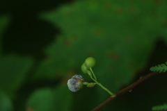 Sclerotiniaceae