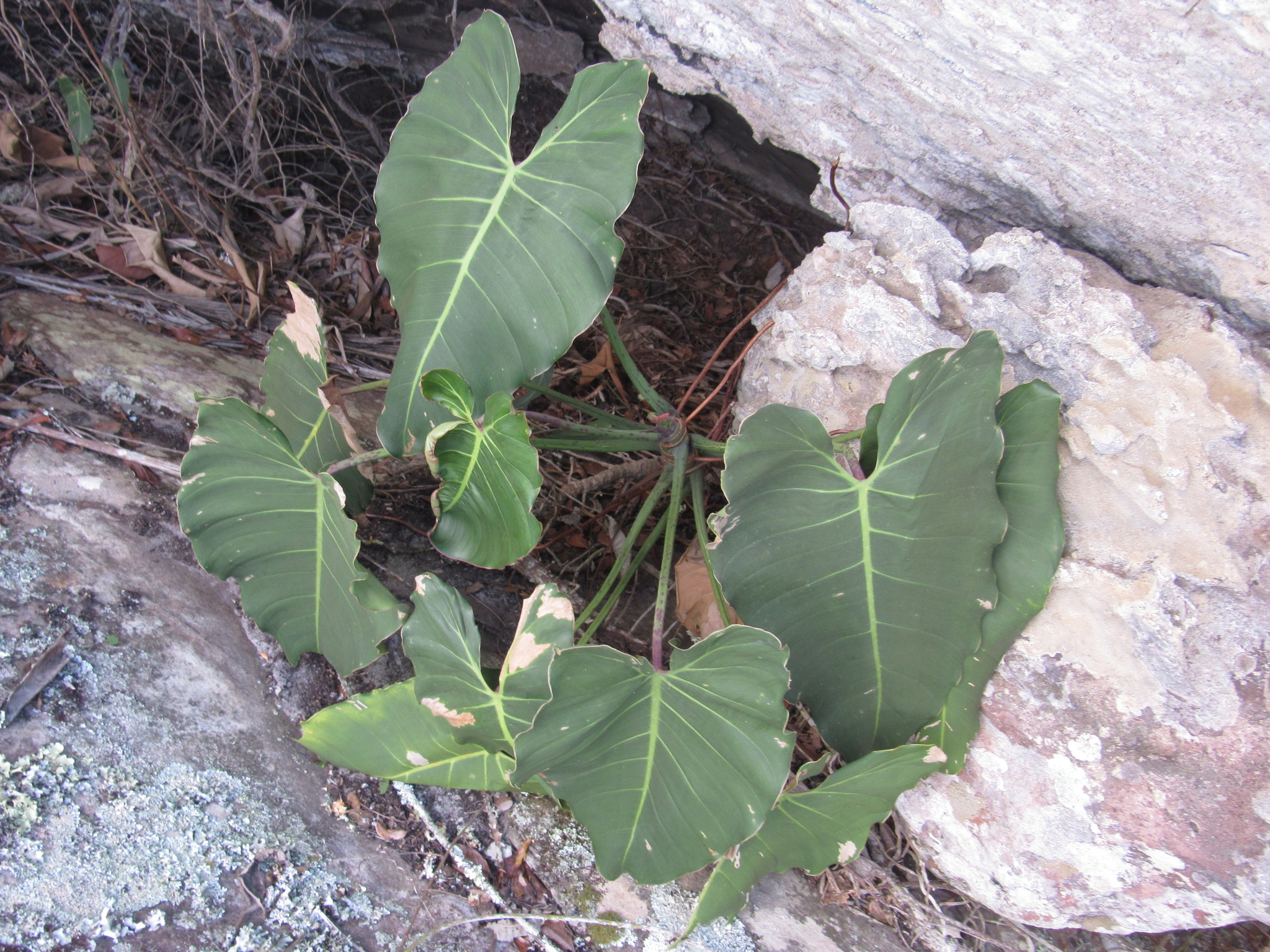 Philodendron minarum